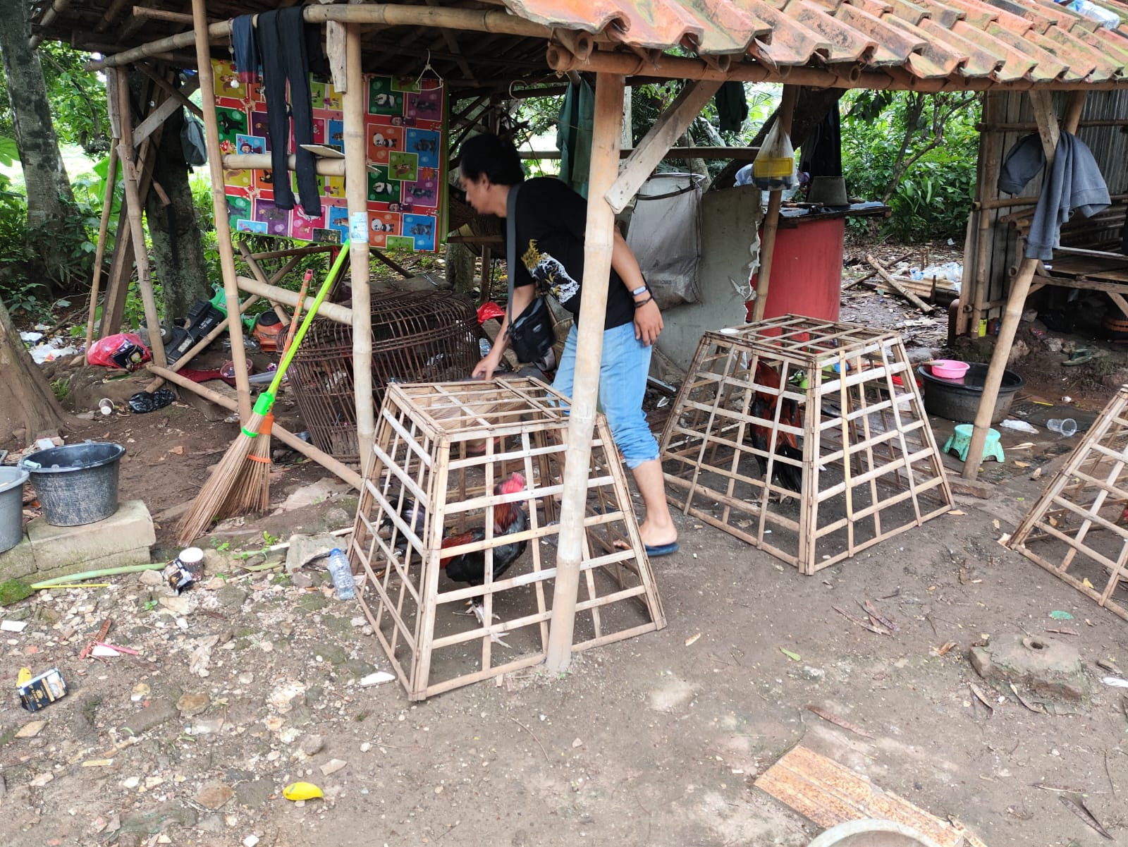 Polisi Berhasil Bubarkan Judi  Sabung  Ayam di Kecamatan Gunung Putri