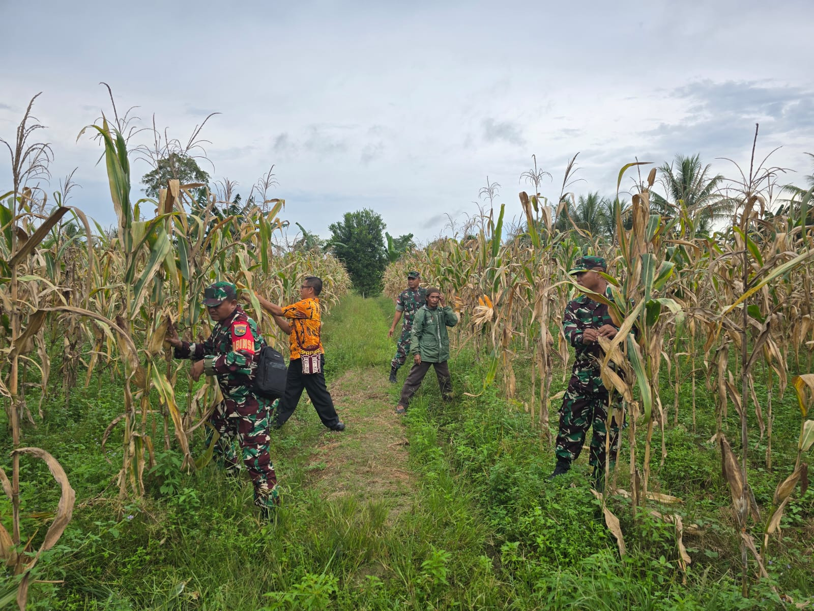 Dukung Program Ketahanan Pangan, Babinsa Koramil 1710-02/Timika Bantu Warganya Dalam Memanen Jagung