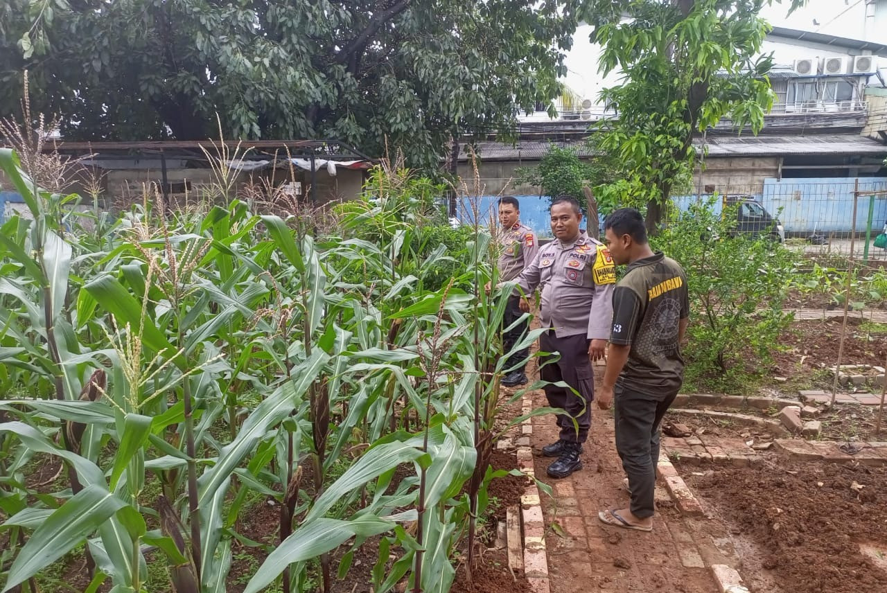 Dukung Ketahanan Pangan, Bhabinkamtibmas Polsek Pademangan Pantau Perkembangan Tanaman Jagung