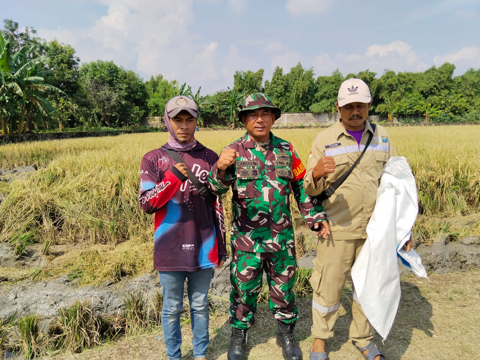 Koramil Cakung Gelar Panen Raya Padi INPARI 32, Dukung Ketahanan Pangan Nasional