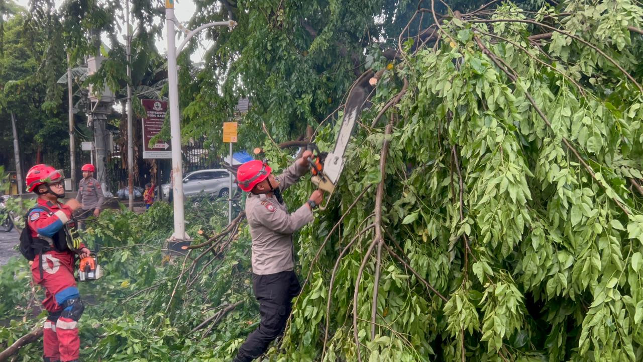 Tim SAR Ditsamapta Patroli Jaga Jakarta Tangani Pohon Tumbang di Jakpus
