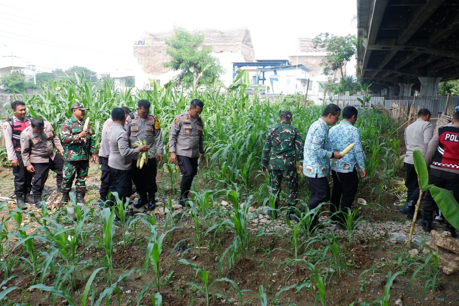 Polsek Pademangan Panen Raya Jagung Serentak Digelar di Jakarta Utara, Dihadiri Sejumlah Pejabat dan Aparat