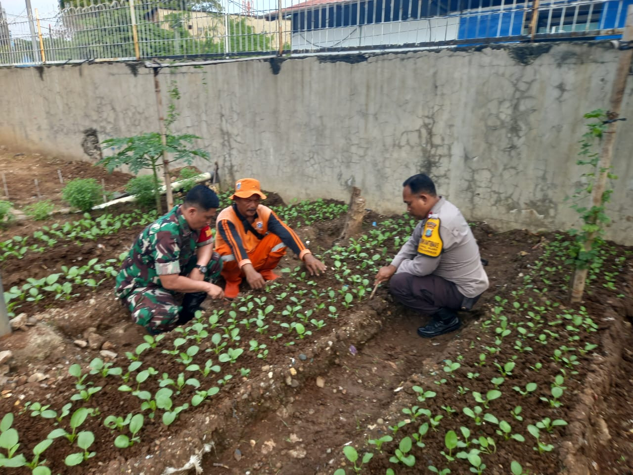 Polsek Penjaringan Sambang Kebun Bergizi, Bangun Ketahanan Pangan Sosial dan Sadar Kamtibmas