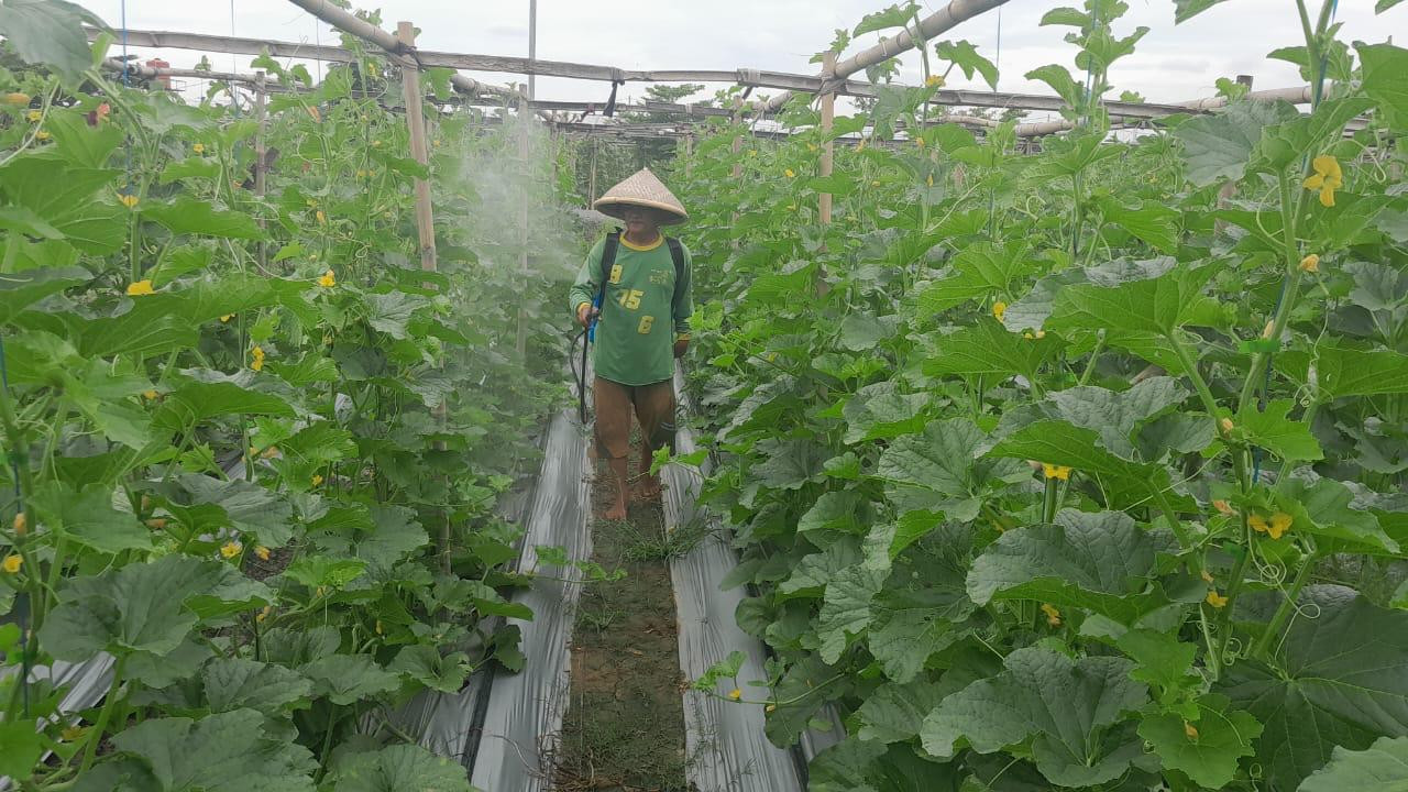 Keberhasilan Babinsa Pendamping di Lahan Urban Farming Korem 051/Wijayakarta