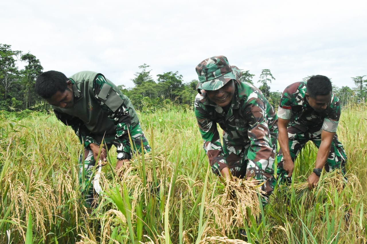 Program Ketahanan Pangan, Kodim 1710/Mimika Panen Padi Perdana