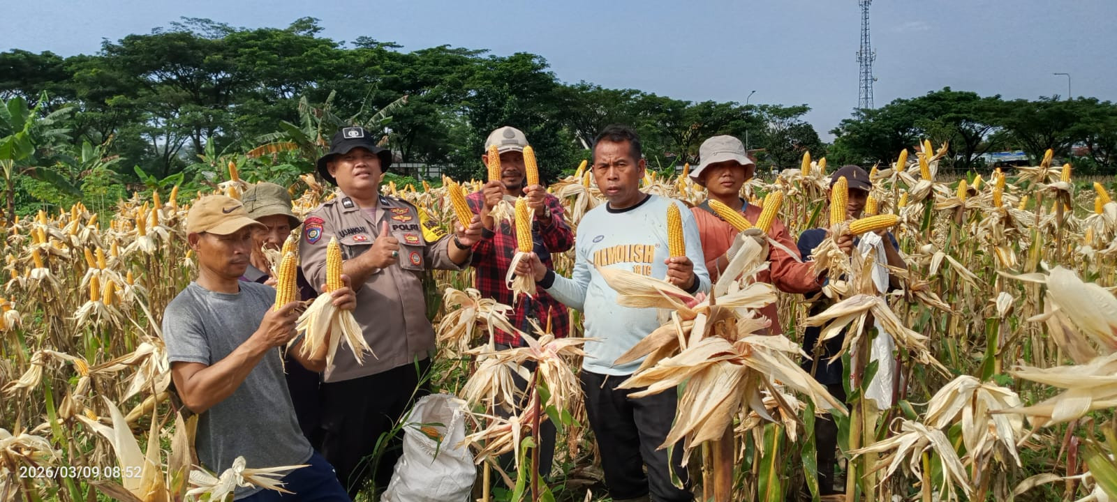 Panen Perdana Jagung Hibrida di Babakan Madang, Polsek dan Kelompok Tani Perkuat Ketahanan Pangan