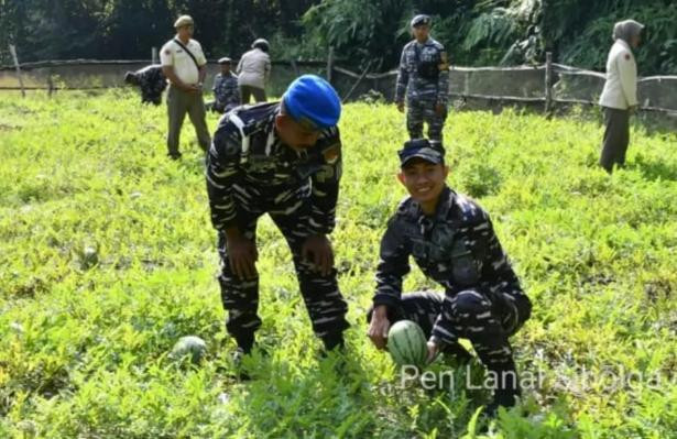 Lanal Sibolga Laksanakan Panen Raya Semangka di Labuhan Angin Kabupaten Tapanuli Tengah