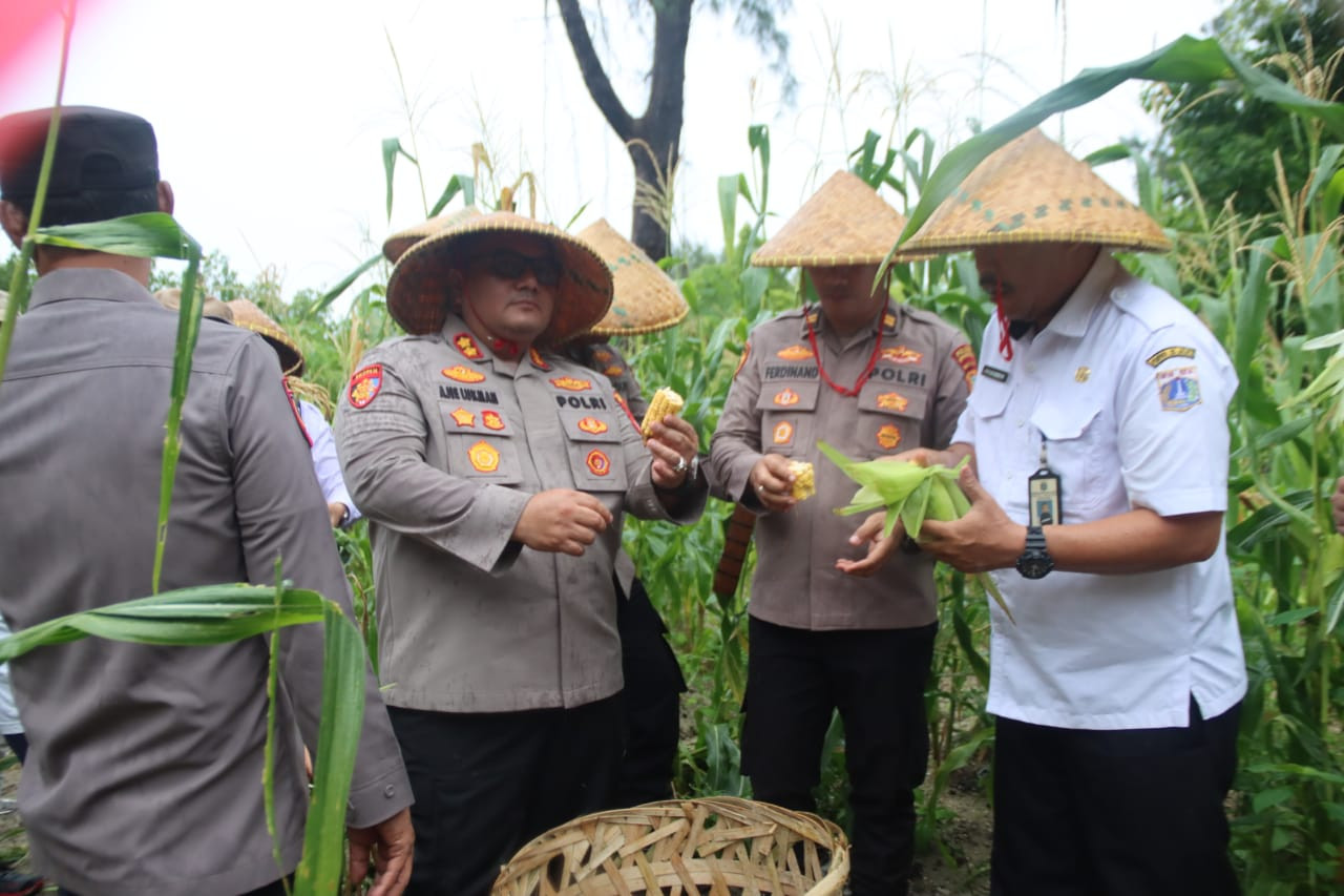 Kapolres Kepulauan Seribu Ikuti Panen Raya Jagung Serentak Tahap 1 di Pulau Karya