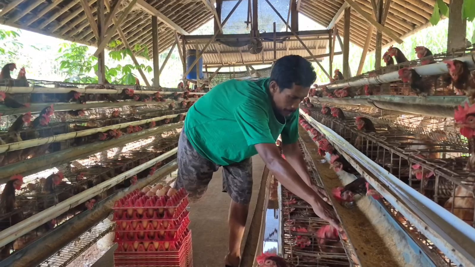 Sempat Sulit Terjual, Kini Seluruh Telur Peternak Ayam Ini Terserap Berkat MBG