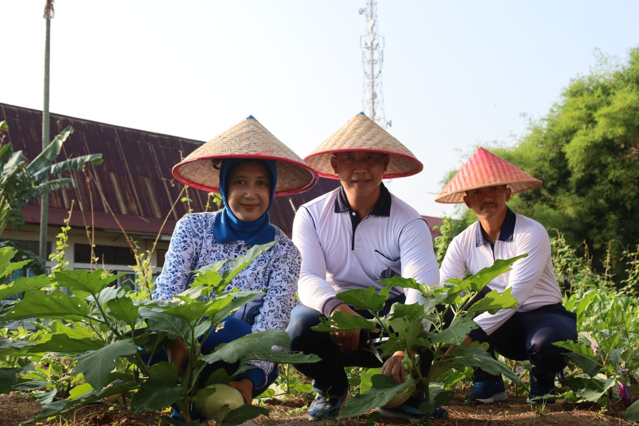 Langkah Strategis Wujudkan Swasembada Pangan, Lanal Dumai Kembali Panen Aneka Sayur Segar di Kebun Ketahanan Pangan