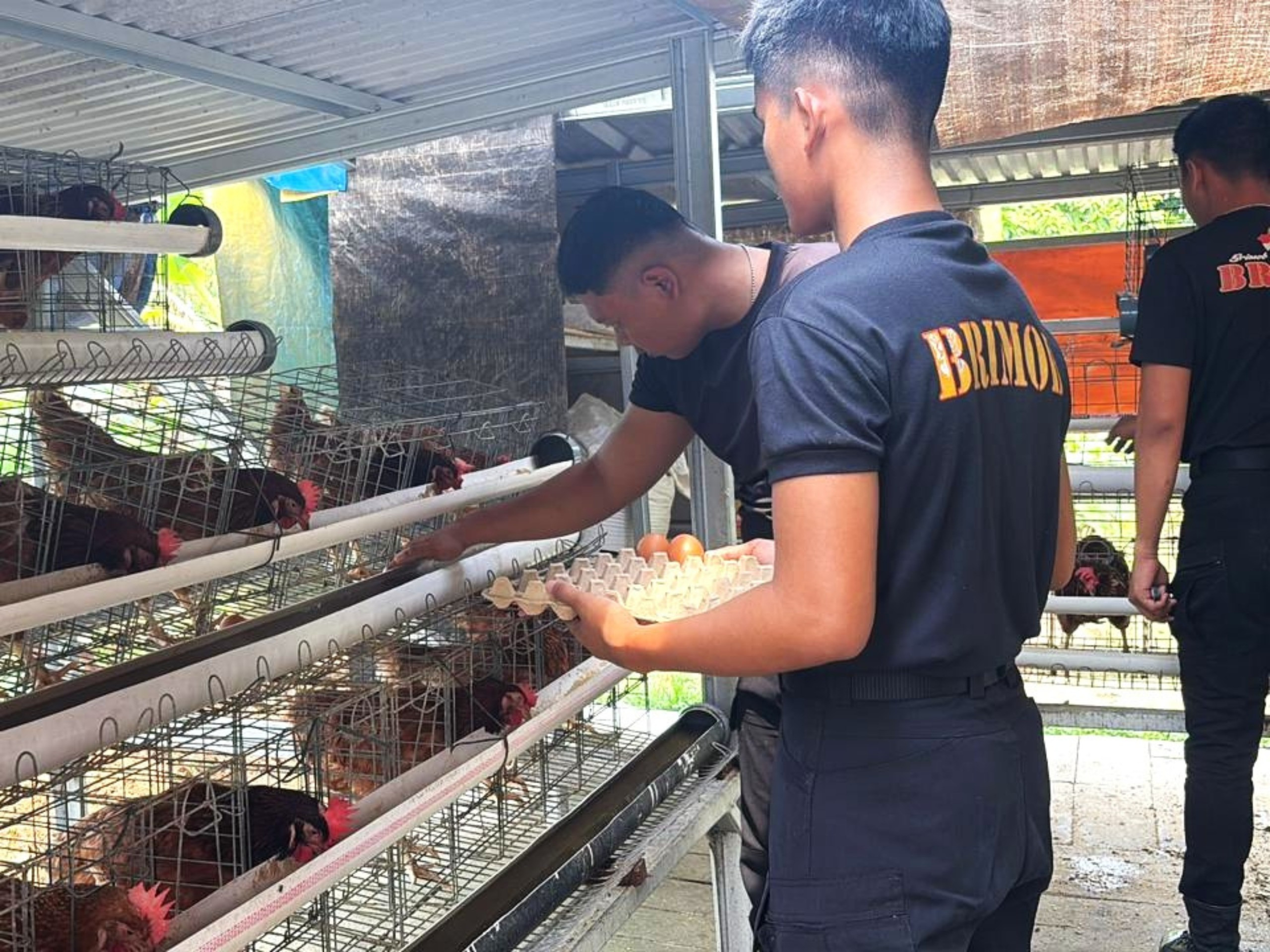 Brimob Polda Metro Jaya Budidaya Ayam Petelur di Lahan P2L, Dukung Program Ketahanan Pangan Nasional