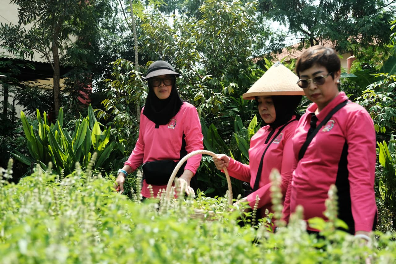 Dukung Ketahanan Pangan, Bhayangkari Gabungan 06 Korps Brimob Polri Gelar Panen di P2L