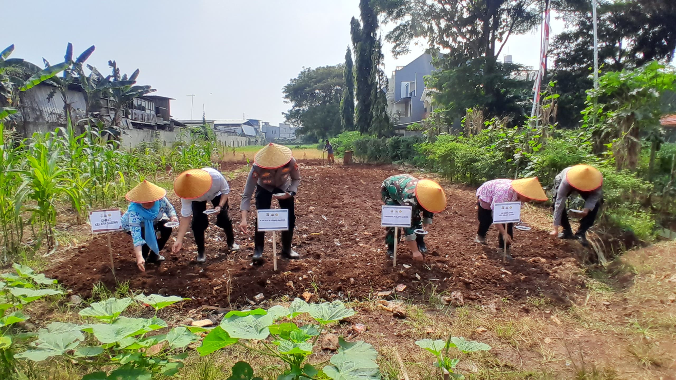 Polsek Kelapa Gading Gelar Panen Raya Jagung Serentak Dukung Swasembada Pangan Nasional