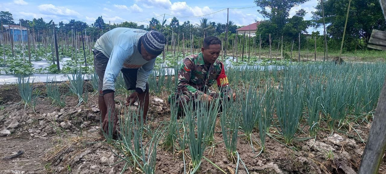 Babinsa Kampung Kaugapu Dampingi Petani Rawat Tanaman