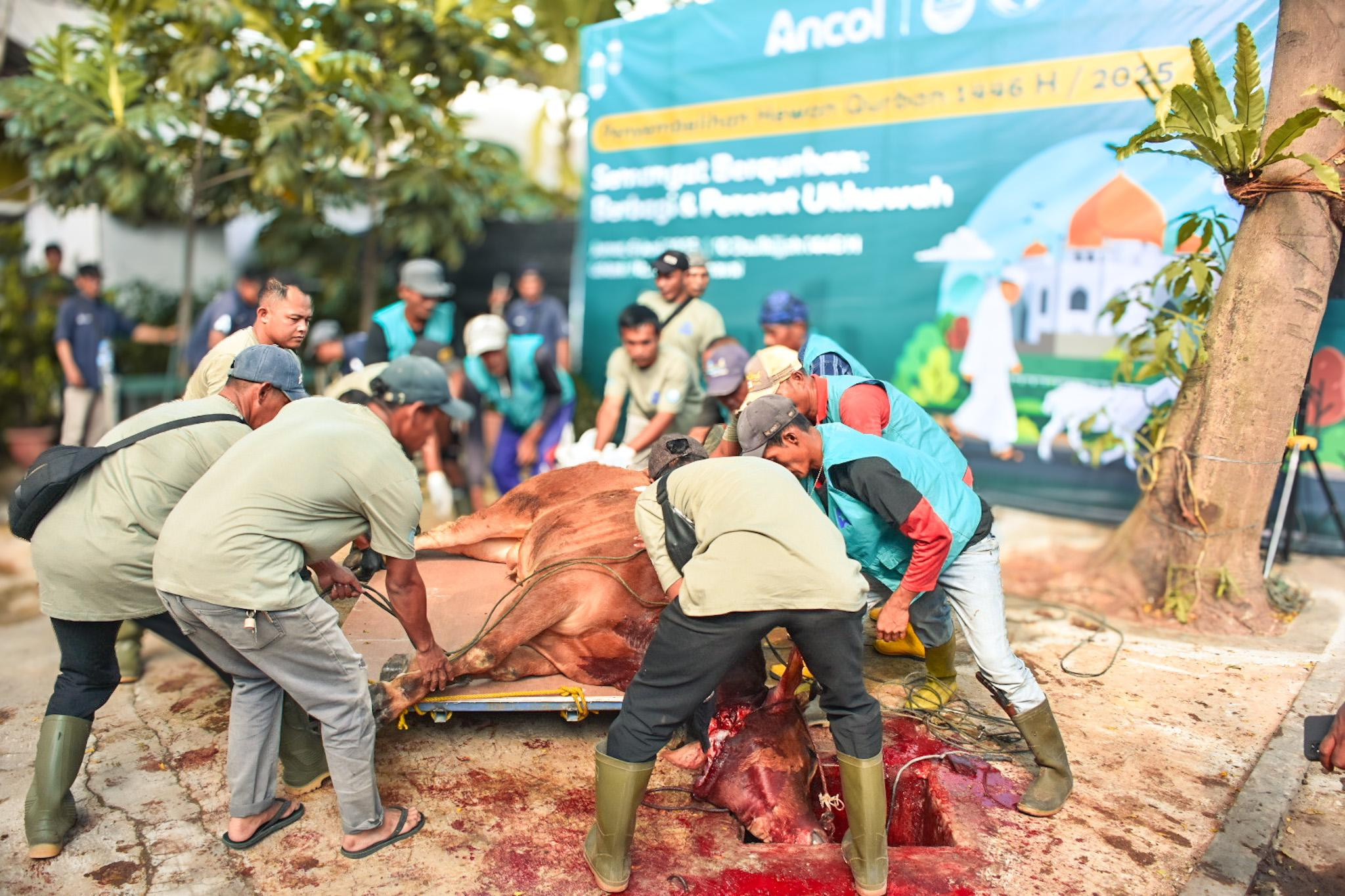 Pemotongan Hewan Kurban di Ancol: Proses Ketat Demi Jaminan Kesehatan dan Kehalalan