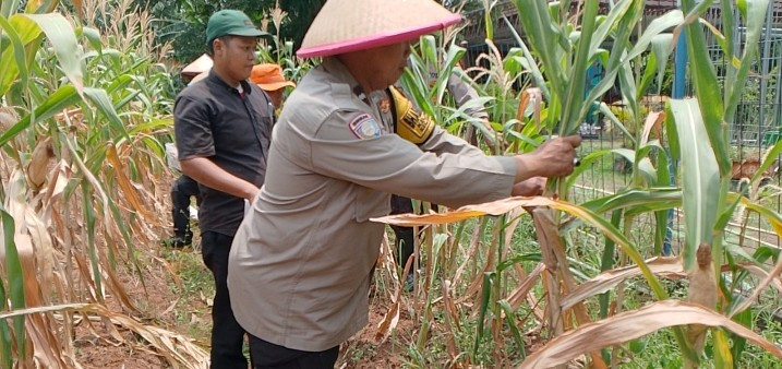 Polsek Tanjung Priok Panen Jagung, Wujud Dukungan Program Asta Cita Presiden untuk Swasembada Pangan