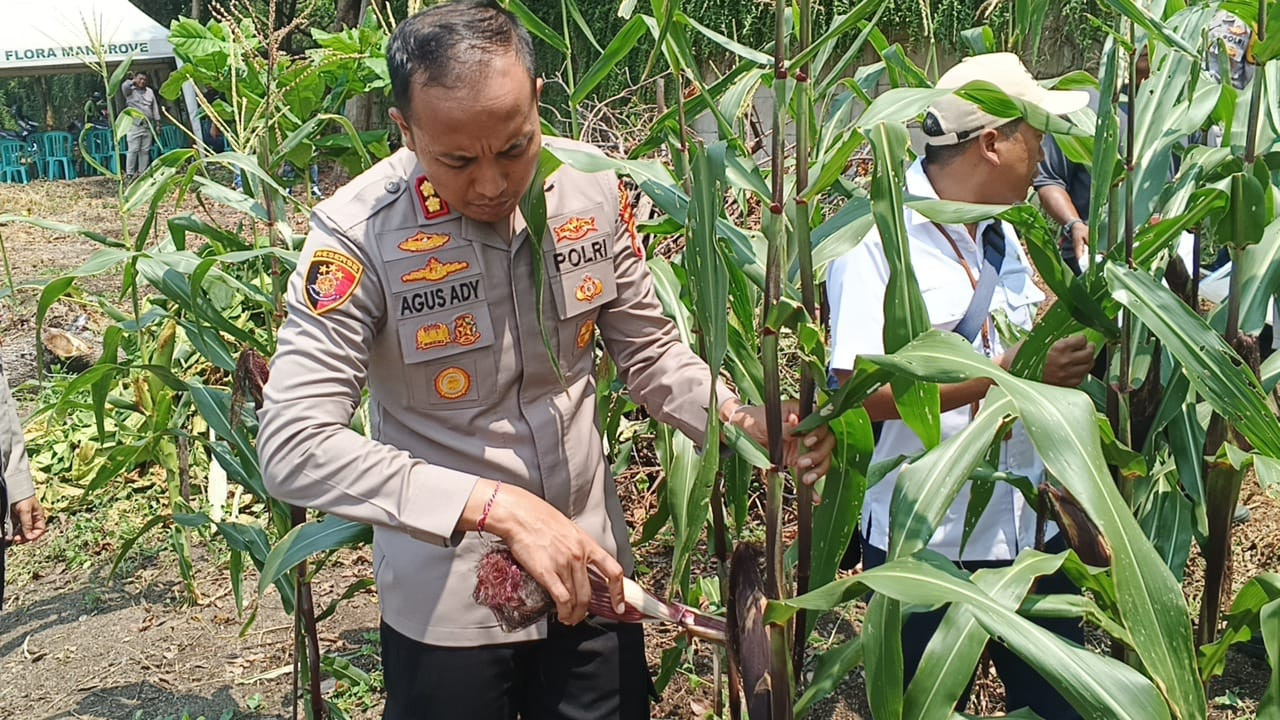 Polri Panen Raya Jagung di Eco Wisata Kapuk Muara, Wujud Nyata Ketahanan Pangan Nasional