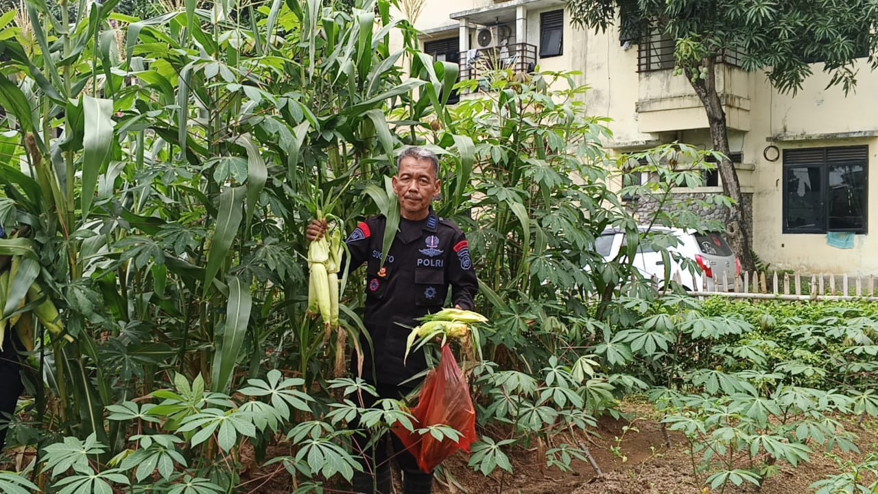Panen Jagung, Wujud Nyata Ketahanan Pangan Brimob Polda Metro Jaya