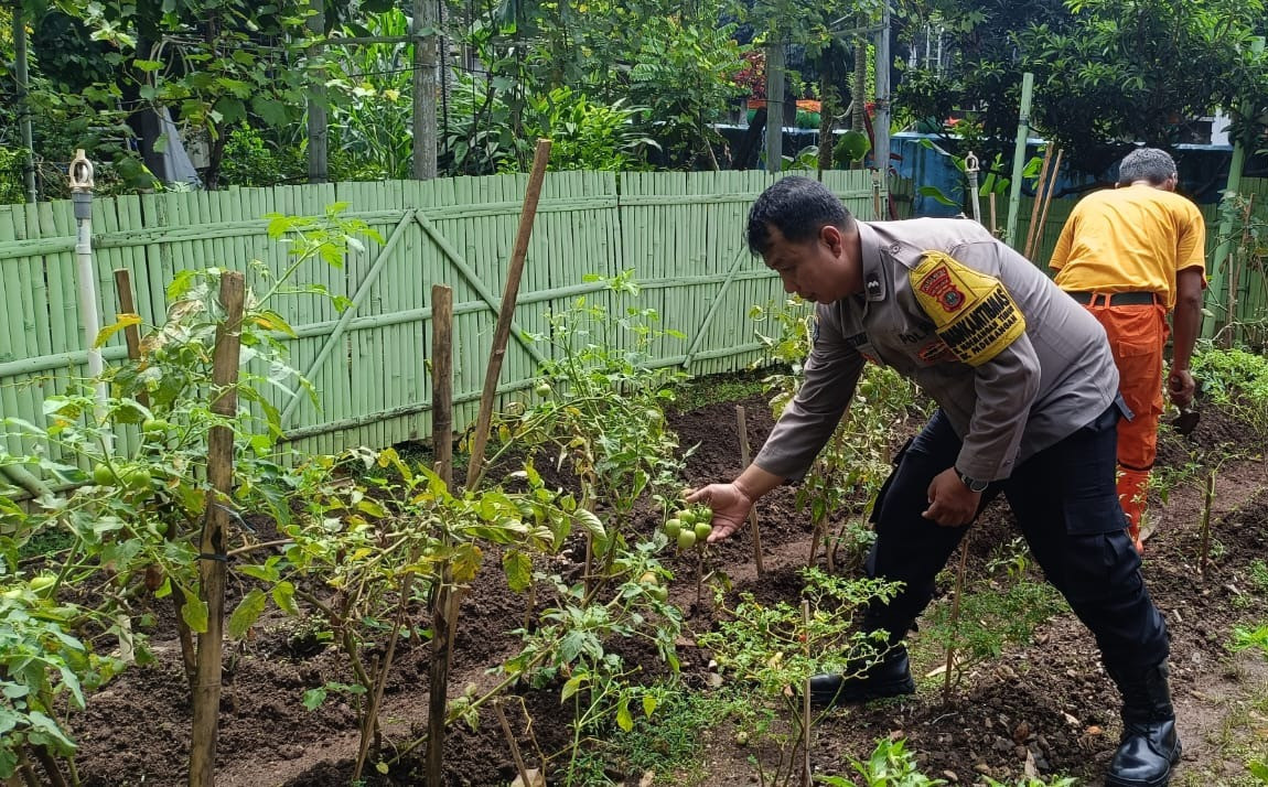 Bhabinkamtibmas Kelurahan Pademangan Timur Dukung Ketahanan Pangan, Pantau Perkembangan Tanaman Tomat dan Cabe