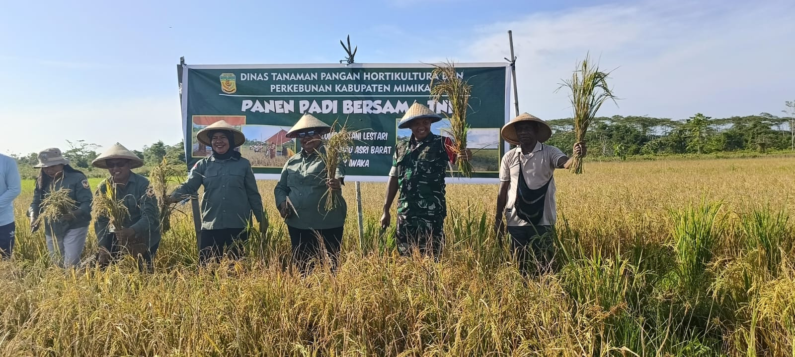 Dukung Ketahanan Pangan, Dandim 1710/Mimika Hadiri Panen Padi Bersama Distan Kab. Mimika