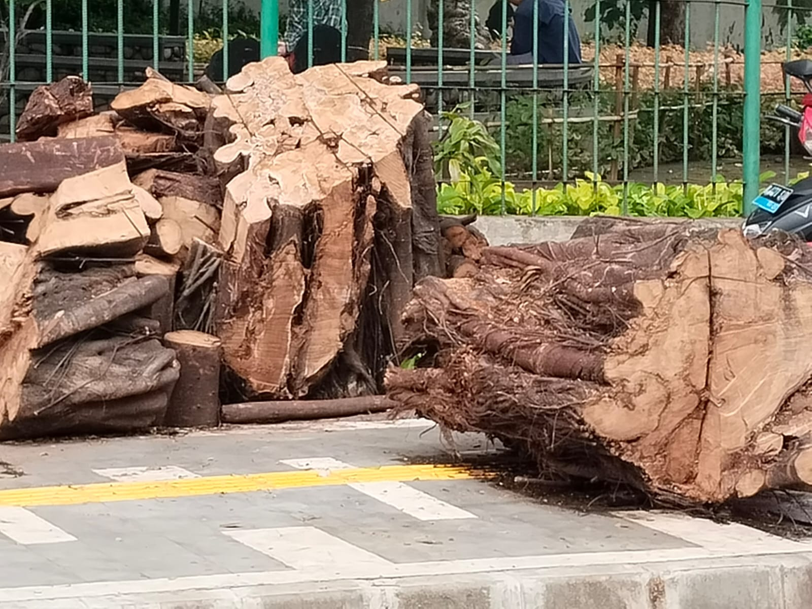 Sisa Penebangan Pohon Dibiarkan Menumpuk, Warga Harap Respons Cepat Pemkot Jakarta Utara