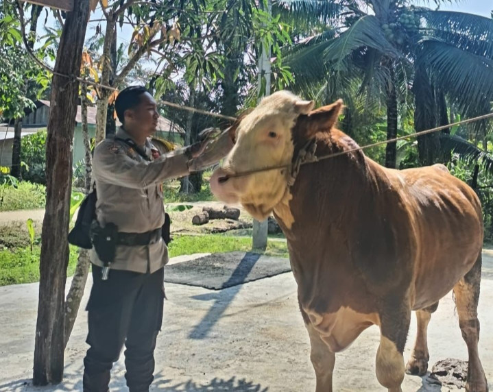 Sapi Milik Bhabinkamtibmas Terpilih Jadi Hewan Kurban Presiden Prabowo di Indragiri Hulu