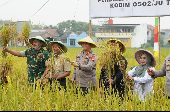 Sinergi TNI - Polri dan Forkopimko Dukung Ketahanan Pangan, Panen Padi Bersama di Rorotan
