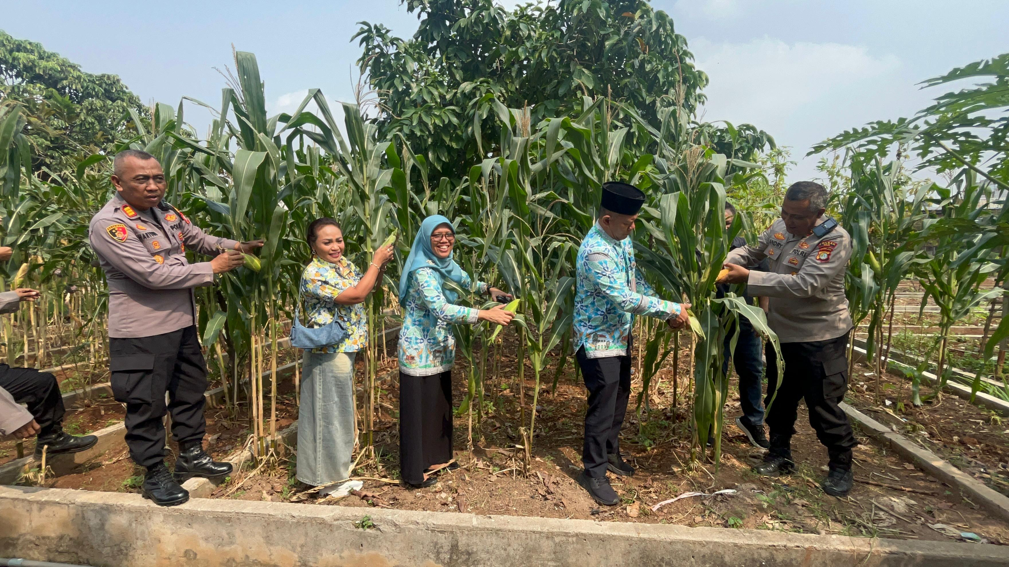 Wujud Nyata Dukung Swasembada Pangan 2025, Polsek Koja Panen Raya Jagung Serentak Kuartal II