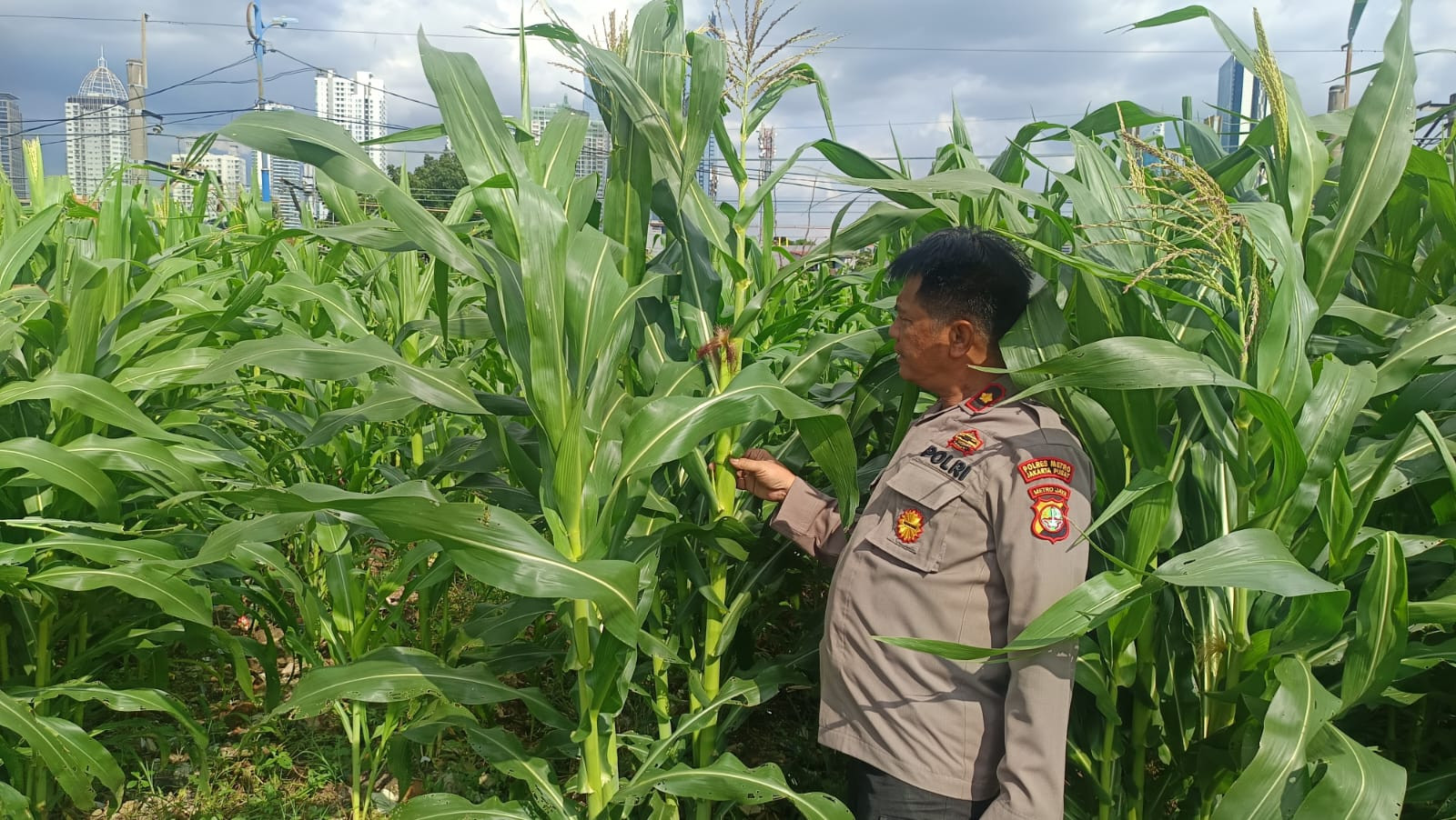 Polsek Metro Tanah Abang Memiliki Kebun Jagung di Pusat Kota, Dapat Menjadi Bentuk Kreativitas dan Inovasi Baru