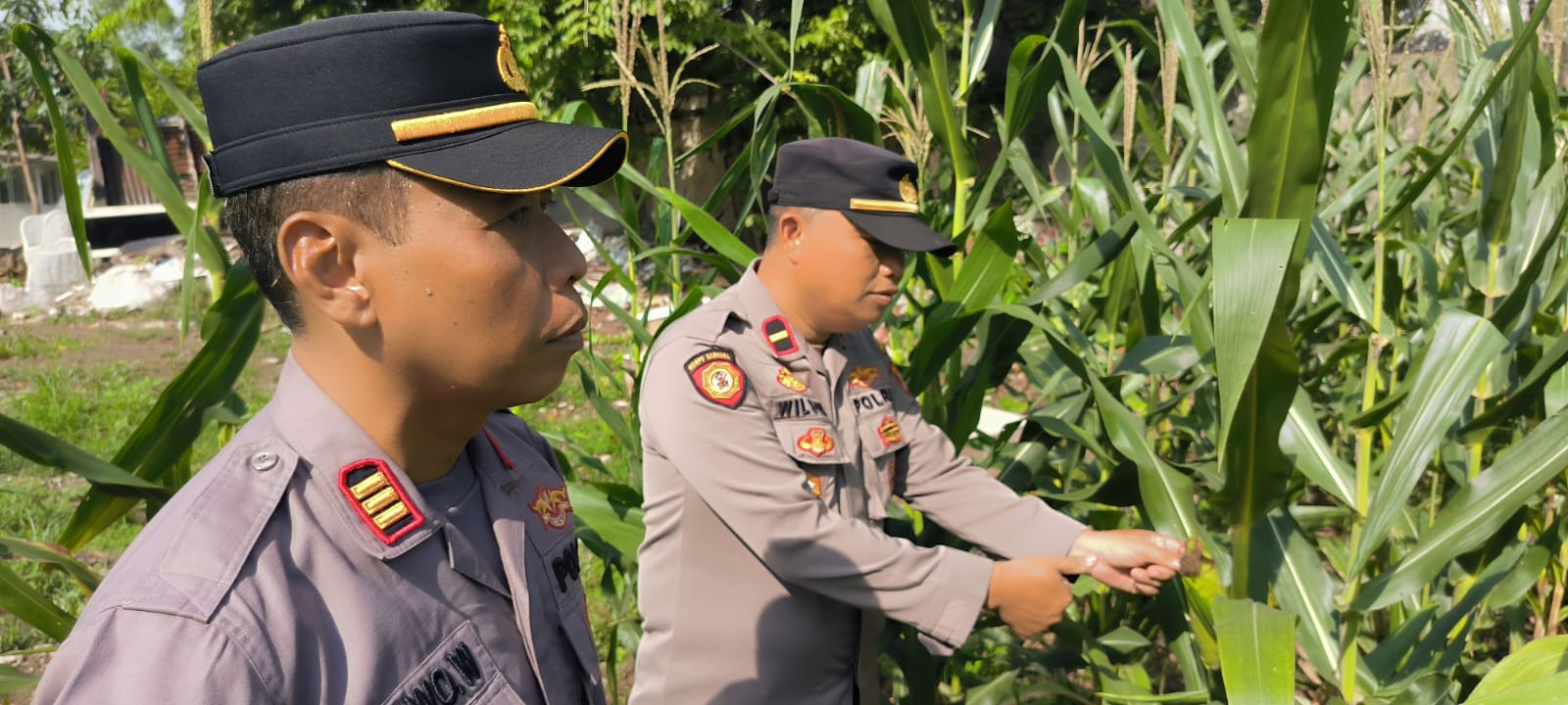 Polsek Kelapa Gading Dukung Program Ketahanan Pangan: Tanam Jagung di Lahan Tidur