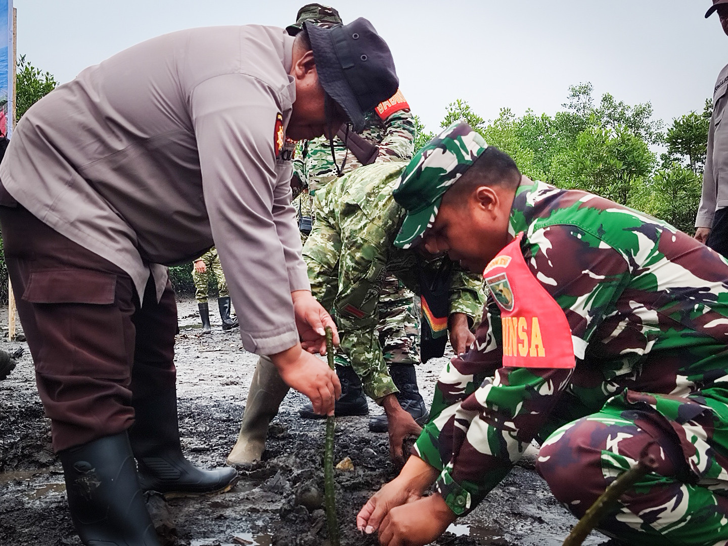 Jaga Kelestarian Lingkungan, Kodim 1710/Mimika Tanam Mangrove Sambut HUT ke-81 TNI