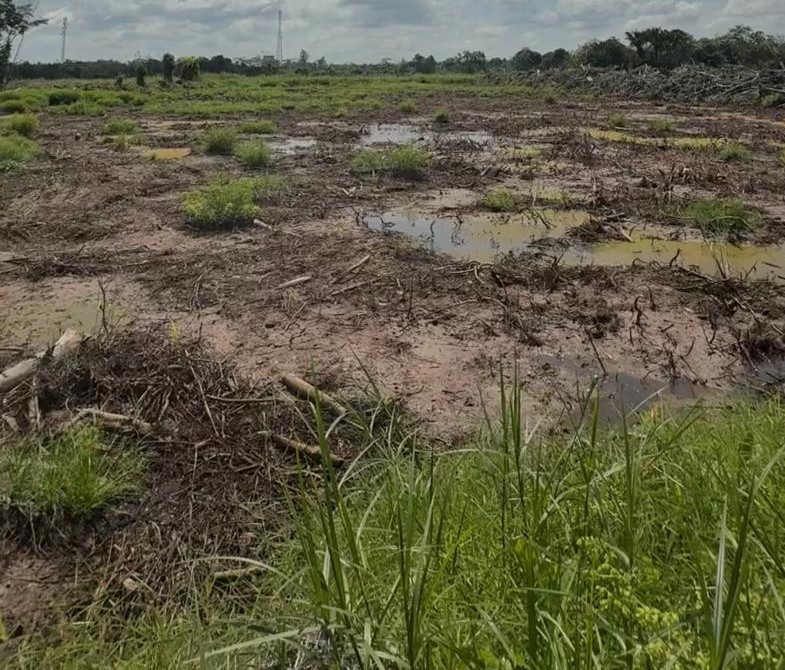 Cetak Sawah di Kalimantan, Prajurit TNI AD Sulap Lahan Jadi Lumbung Pangan