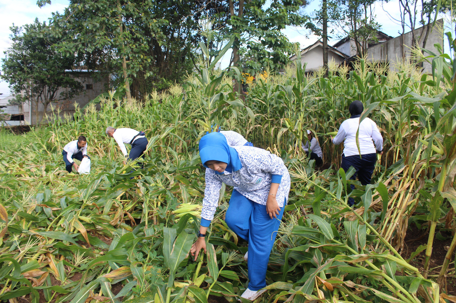 Program Ketahanan Pangan TNI Angkatan Laut, Danlanal Bandung Laksanakan Panen Jagung dan Panen Raya Ketahanan Pangan Lanal Bandung