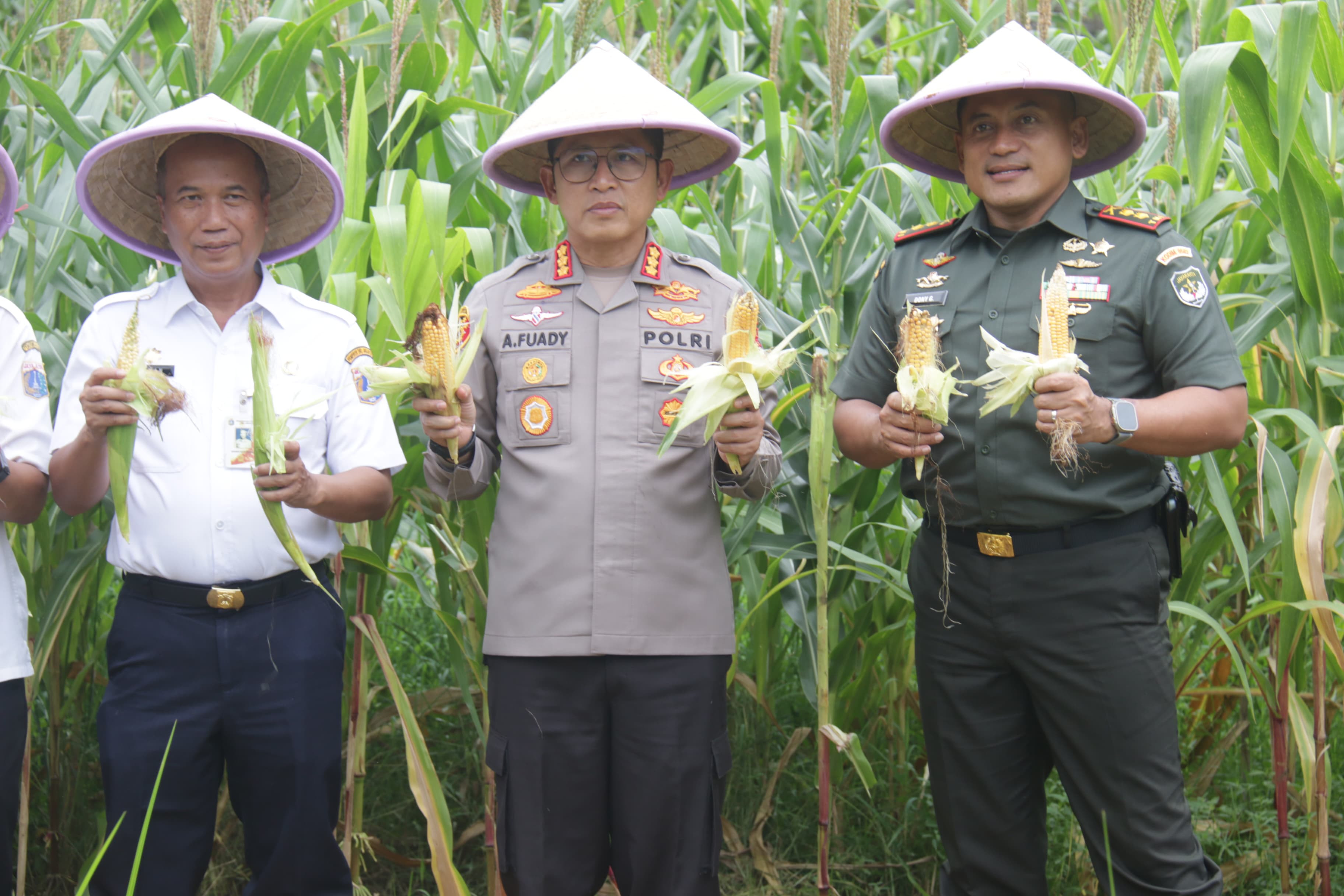 Panen Raya Jagung Serentak Dukung Ketahanan Pangan Nasional di Jakarta Utara