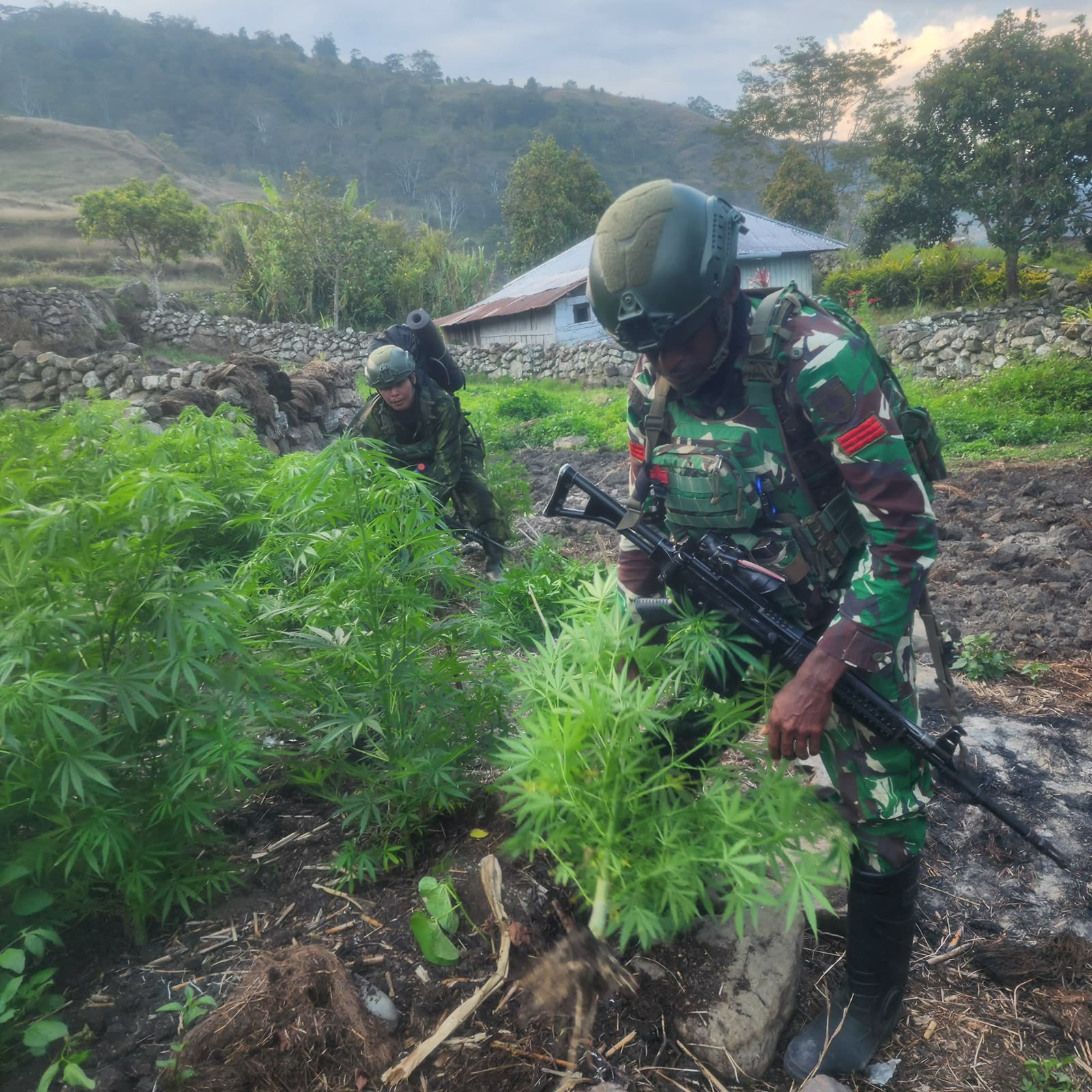 TNI Bersihkan Ladang Ganja di Yahukimo, 21.400 Batang Diamankan