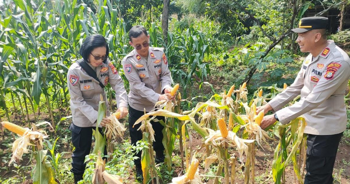 Polsek Pondok Gede Monitoring Ketahanan Pangan di Jatimurni, Lahan di Kelola Oleh Kelompok Tani (Poktan) GEMPOL
