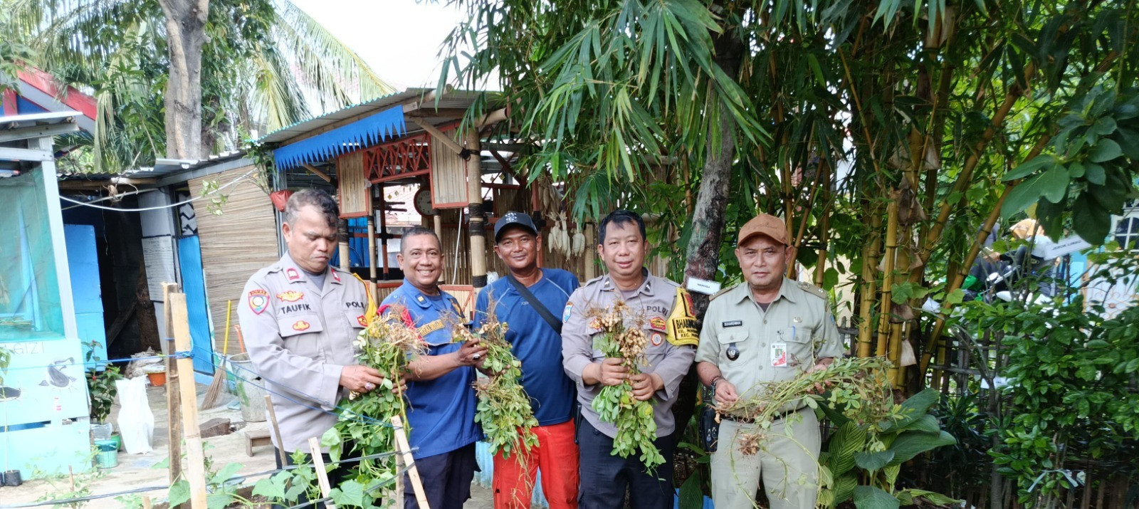 Panen Kacang Tanah Warnai Semangat Ketahanan Pangan di Pademangan Timur