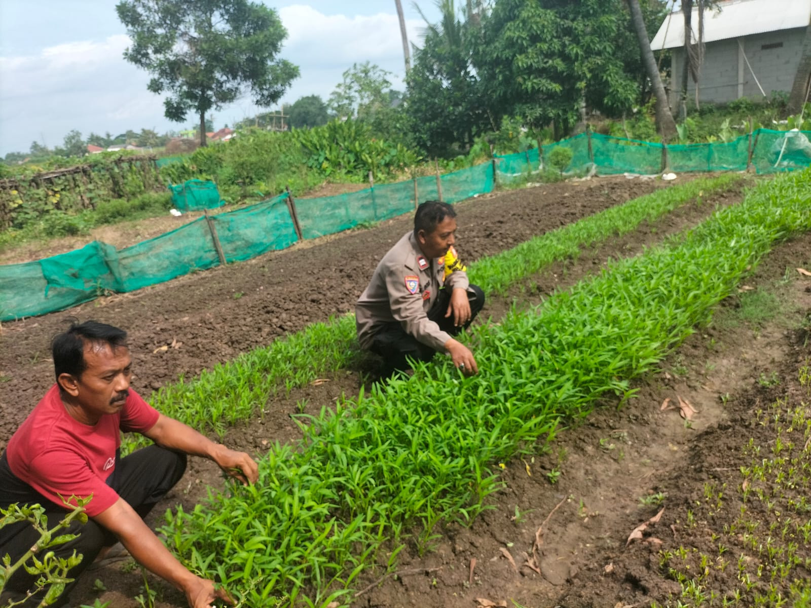 Bhabinkamtibmas Desa Karangsari dan Penggarap Lahan Bersinergi Wujudkan Program Ketahanan Pangan