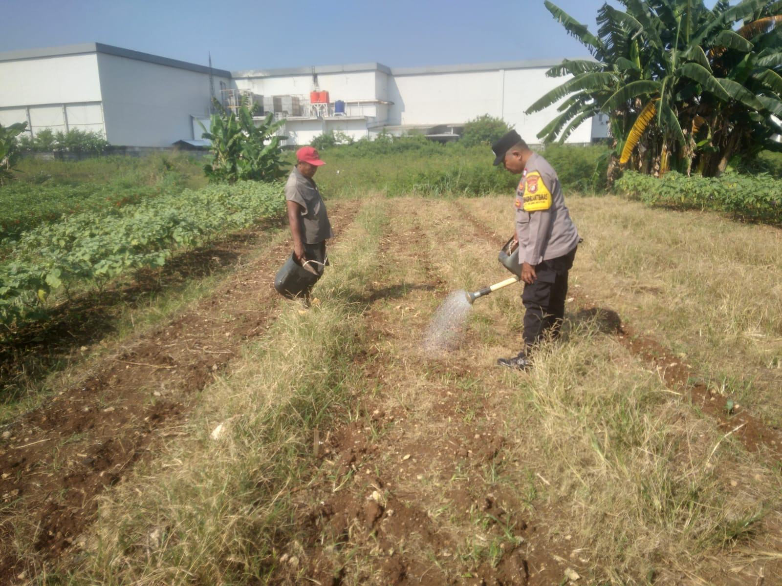 Bhabinkamtibmas Rawalumbu Aktif Dukung Ketahanan Pangan Lewat Pemantauan Tanaman Jagung di Bojong Menteng