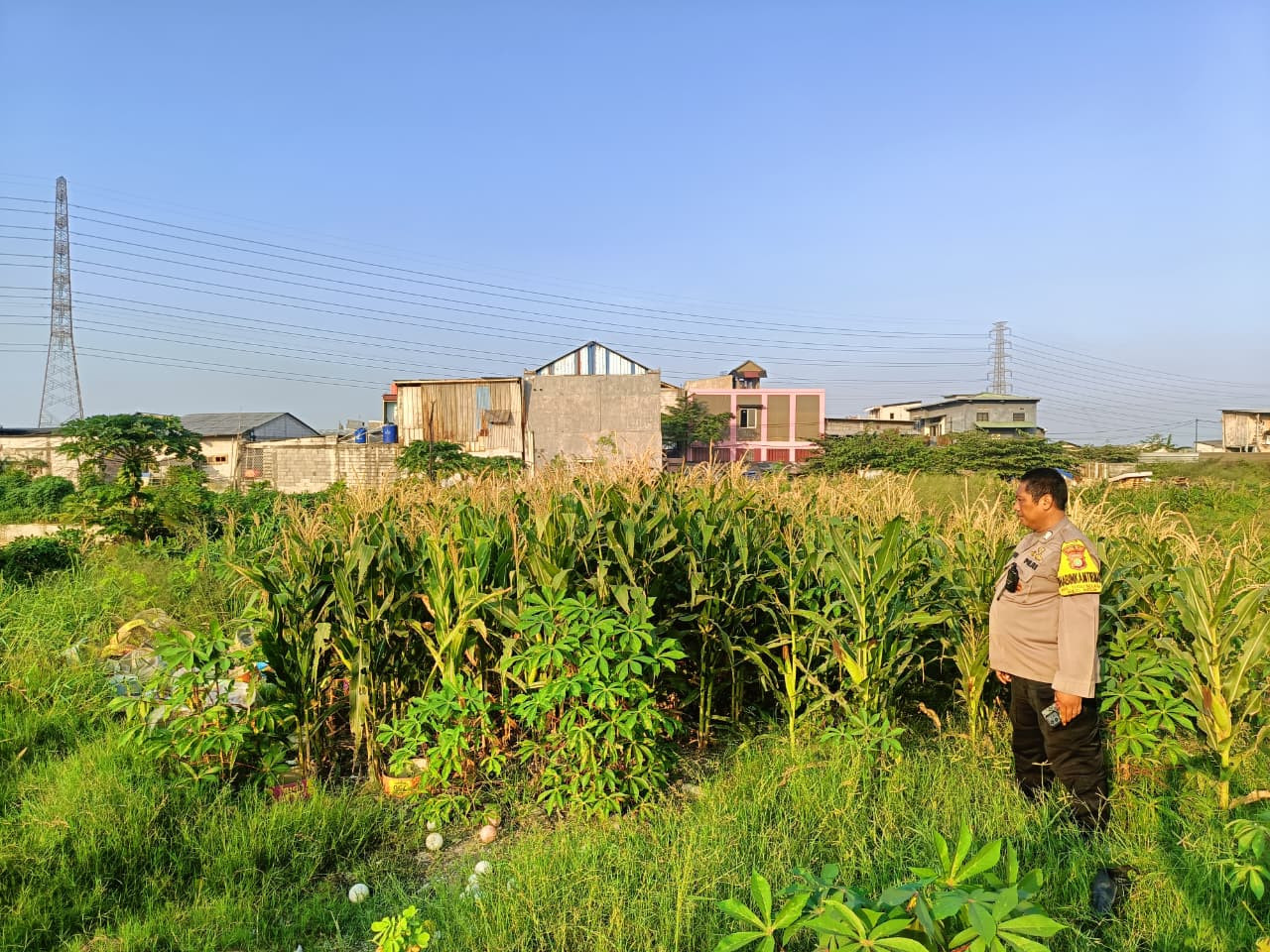 Bhabinkamtibmas Tugu Selatan Monitor Lahan Jagung, Dukung Program Jaga Jakarta dan Ketahanan Pangan