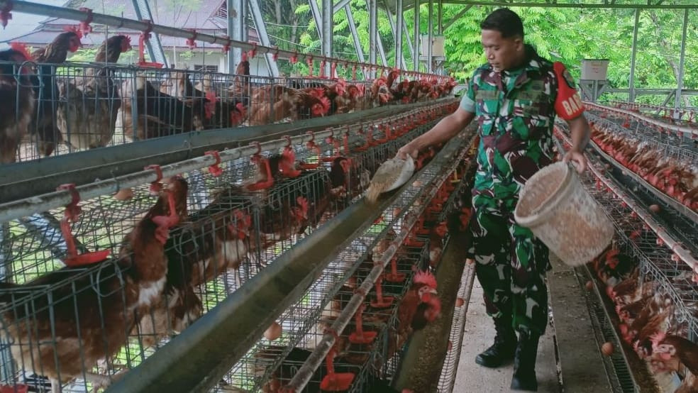 Babinsa Timika Komsos Bersama Pemilik Ternak Ayam Petelur