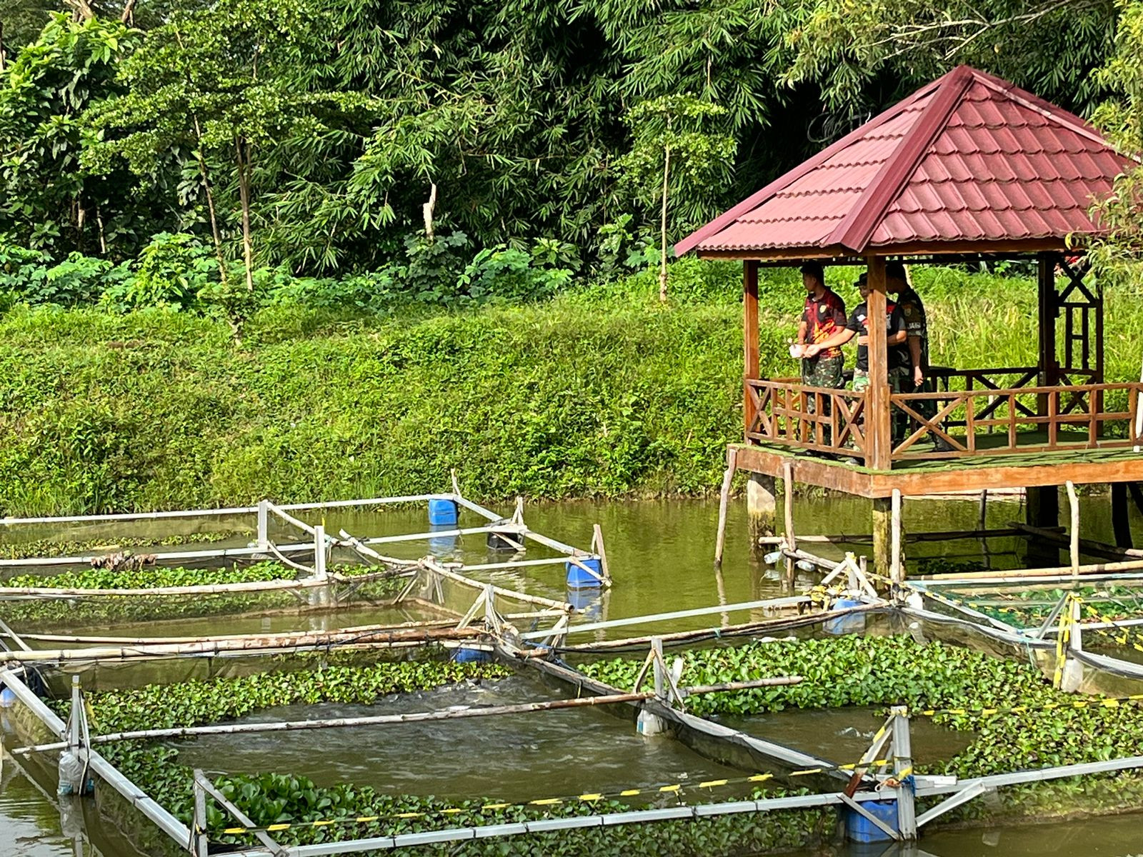 Yonif 141/AYJP Dukung Program Ketahanan Pangan dengan Urban Farming