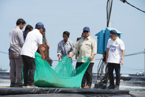 Momen Prabowo Ikut Tarik Jaring Bersama Nelayan Tambak Saat Panen Raya Udang di Kebumen