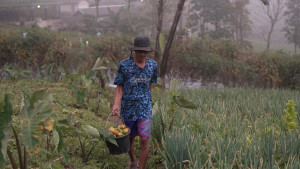 Kisah Petani Sayuran di Lereng Merapi: Penghasilan Melonjak Berkat Program MBG