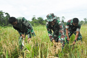 Program Ketahanan Pangan, Kodim 1710/Mimika Panen Padi Perdana