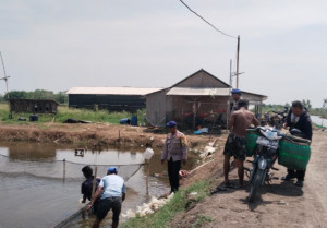 Dukung Ketahanan Pangan, Polairud Metro Tebar 10 Ribu Bibit Bandeng
