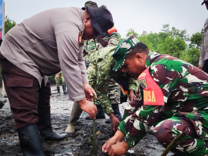 Jaga Kelestarian Lingkungan, Kodim 1710/Mimika Tanam Mangrove Sambut HUT ke-81 TNI
