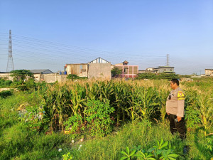Bhabinkamtibmas Tugu Selatan Monitor Lahan Jagung, Dukung Program Jaga Jakarta dan Ketahanan Pangan